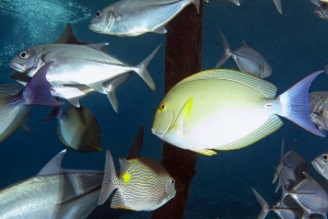 Caranx sexfasciatus, Acanthurus xanthopterus, Siganus lineatus