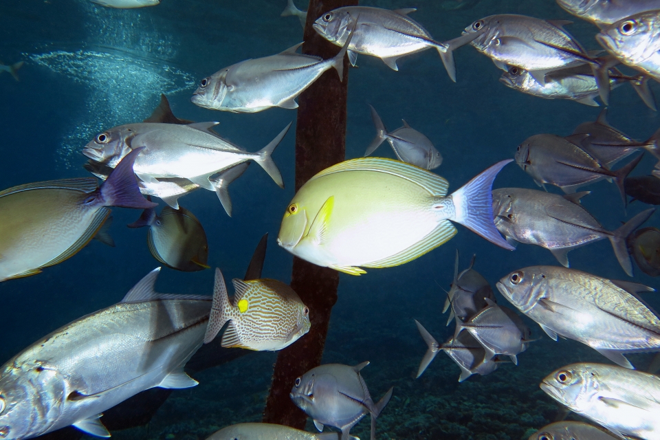 Caranx sexfasciatus, Acanthurus xanthopterus, Siganus lineatus