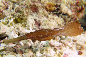 Solenostomus cyanopterus