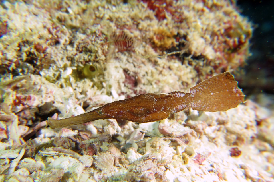 Solenostomus cyanopterus