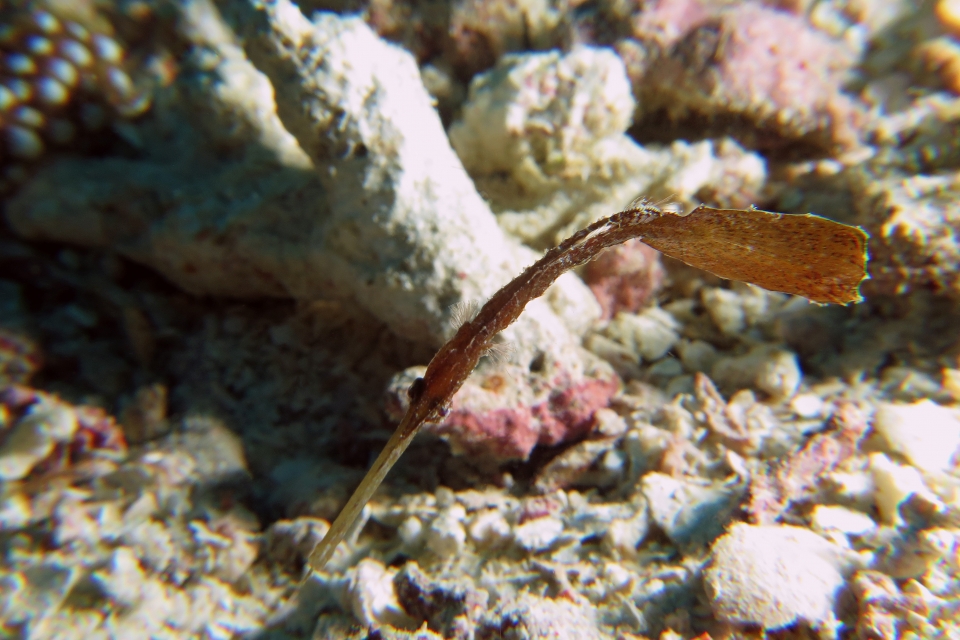 Solenostomus cyanopterus