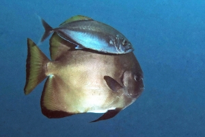 Platax boersii, Carangoides plagiotaenia