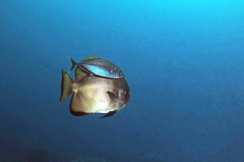 Platax boersii, Carangoides plagiotaenia