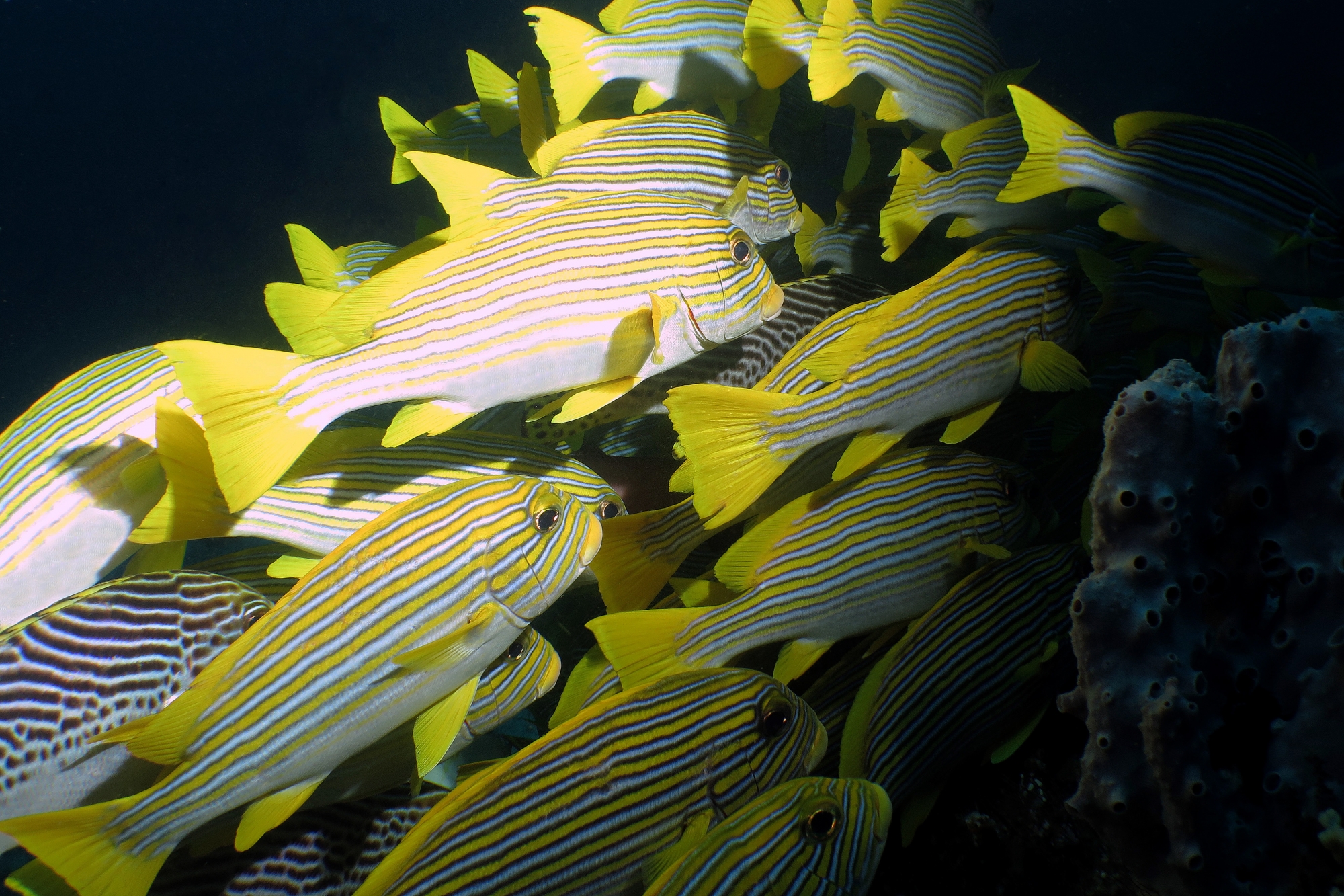 Plectorhinchus polytaenia, Plectorhinchus lineatus