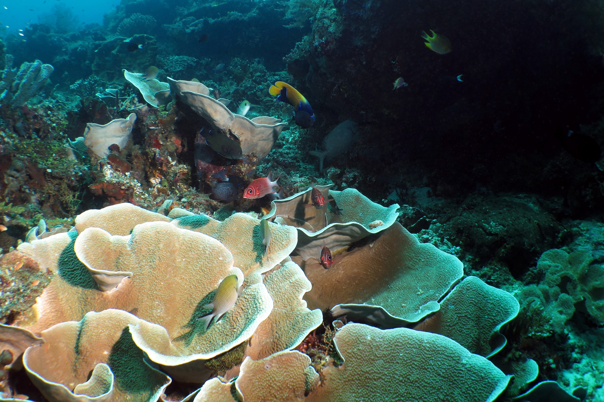 Sargocentron caudimaculatum, Chromis lepidolepis, Pomacanthus navarchus, chinophyllia patula