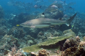 Carcharhinus melanopterus, Gnathanodon speciosus, Echeneis naucrates