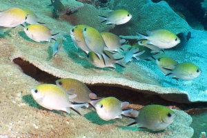 Chromis lepidolepis, chinophyllia patula