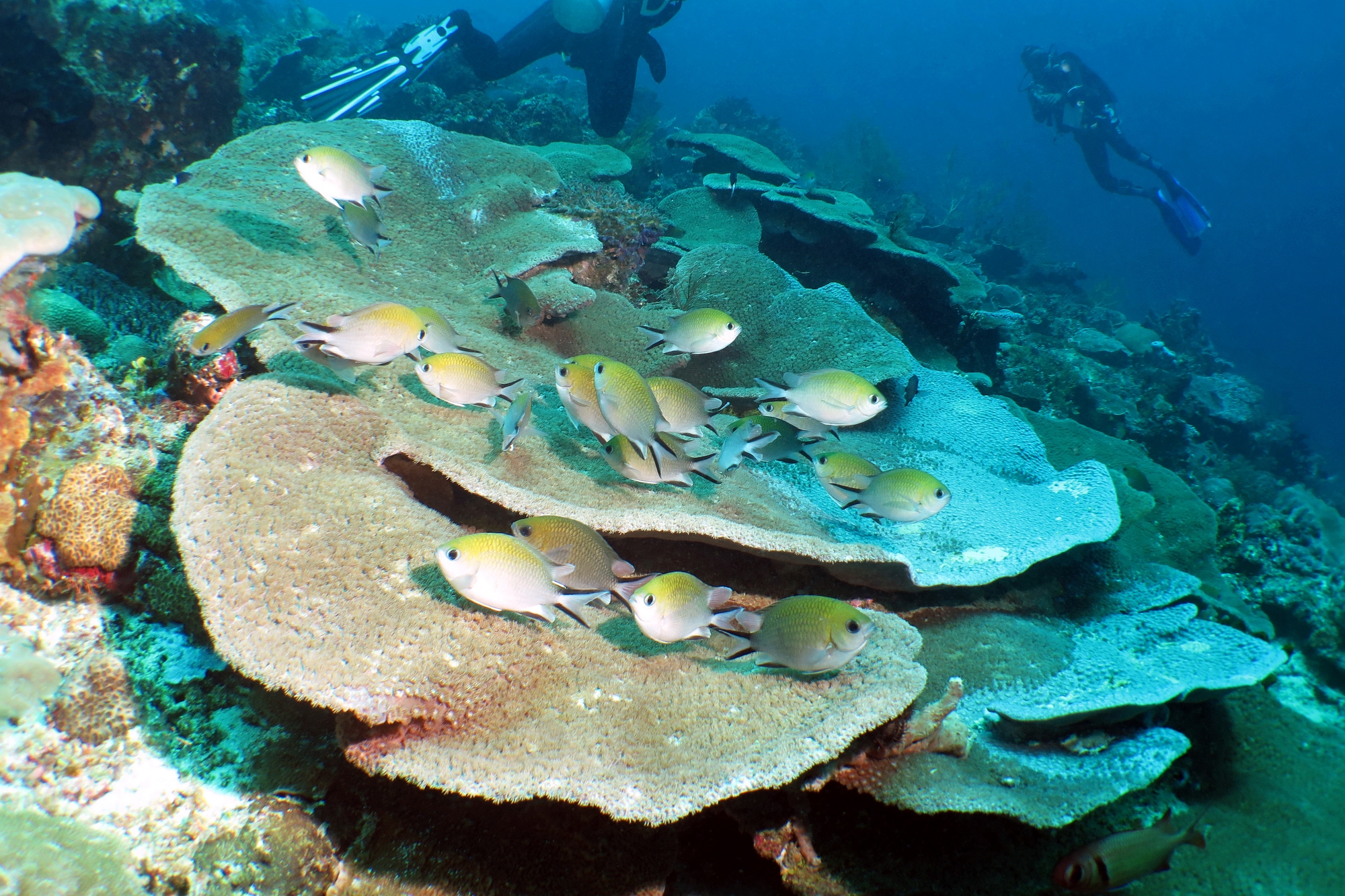 Chromis lepidolepis, chinophyllia patula