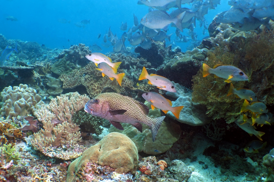 Plectorhinchus chaetodonoides, Lutjanus monostigma, Kyphosus vaigiensis