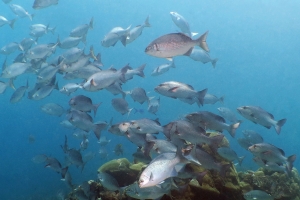 Kyphosus vaigiensis, Lutjanus bohar, Macolor macularis