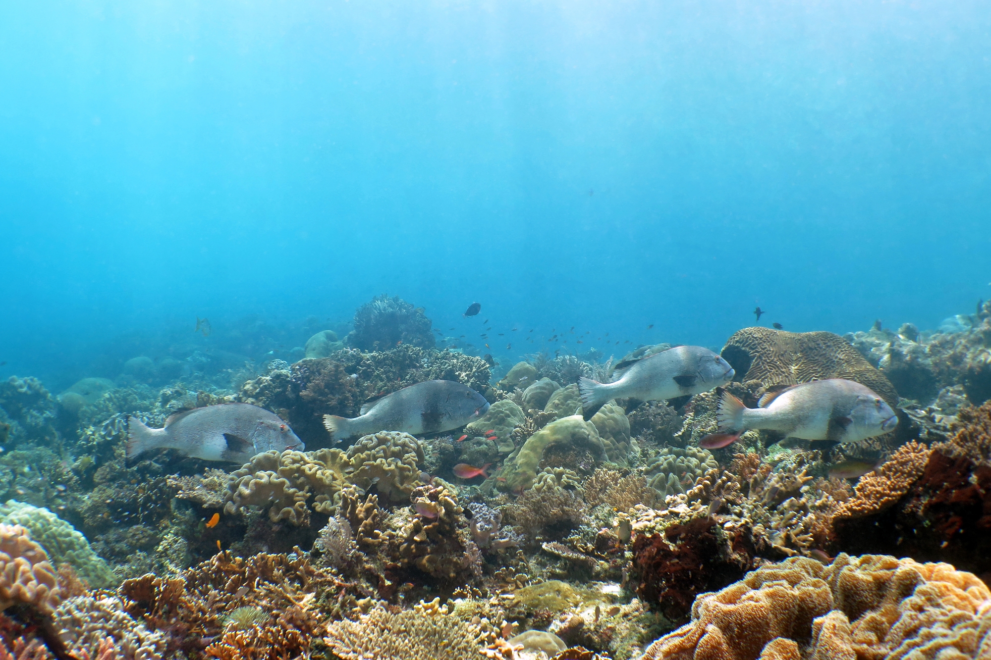 Plectorhinchus albovittatus