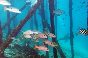 Lutjanus monostigma, Lutjanus bohar, Kyphosus vaigiensis, Plectorhinchus lineatus