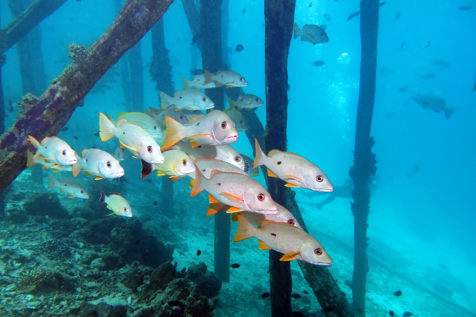 Lutjanus monostigma, Lutjanus bohar, Lutjanus carponotatus