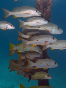 Lutjanus monostigma Lutjanus carponotatus Lutjanus bohar