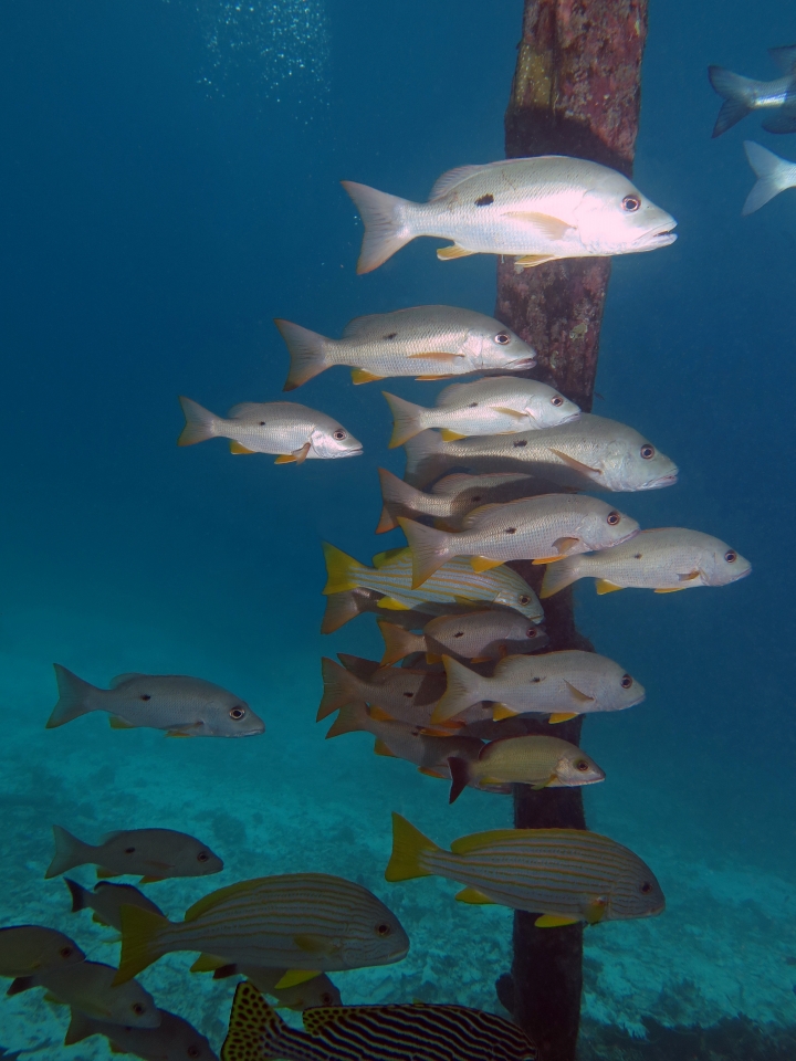 Lutjanus monostigma Lutjanus carponotatus Lutjanus bohar