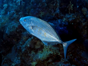 Carangoides bajad