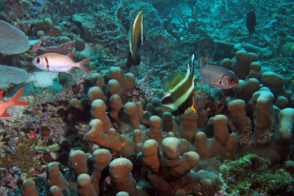 Heniochus chrysostomus, Heniochus varius, Myripristis kuntee, Myripristis violacea