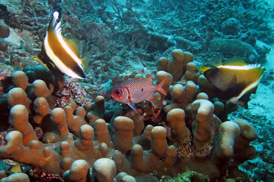 Myripristis violacea, Heniochus chrysostomus, Heniochus varius