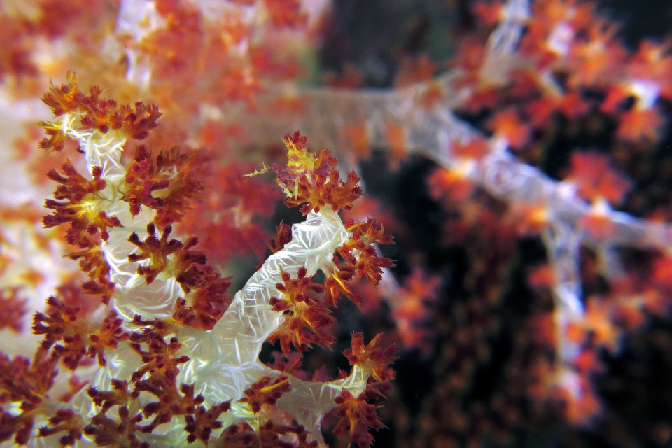 Hoplophrys oatesii, Dendronephthya sp.