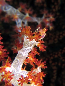 Hoplophrys oatesii, Dendronephthya sp.