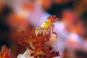 Hoplophrys oatesii, Dendronephthya sp.