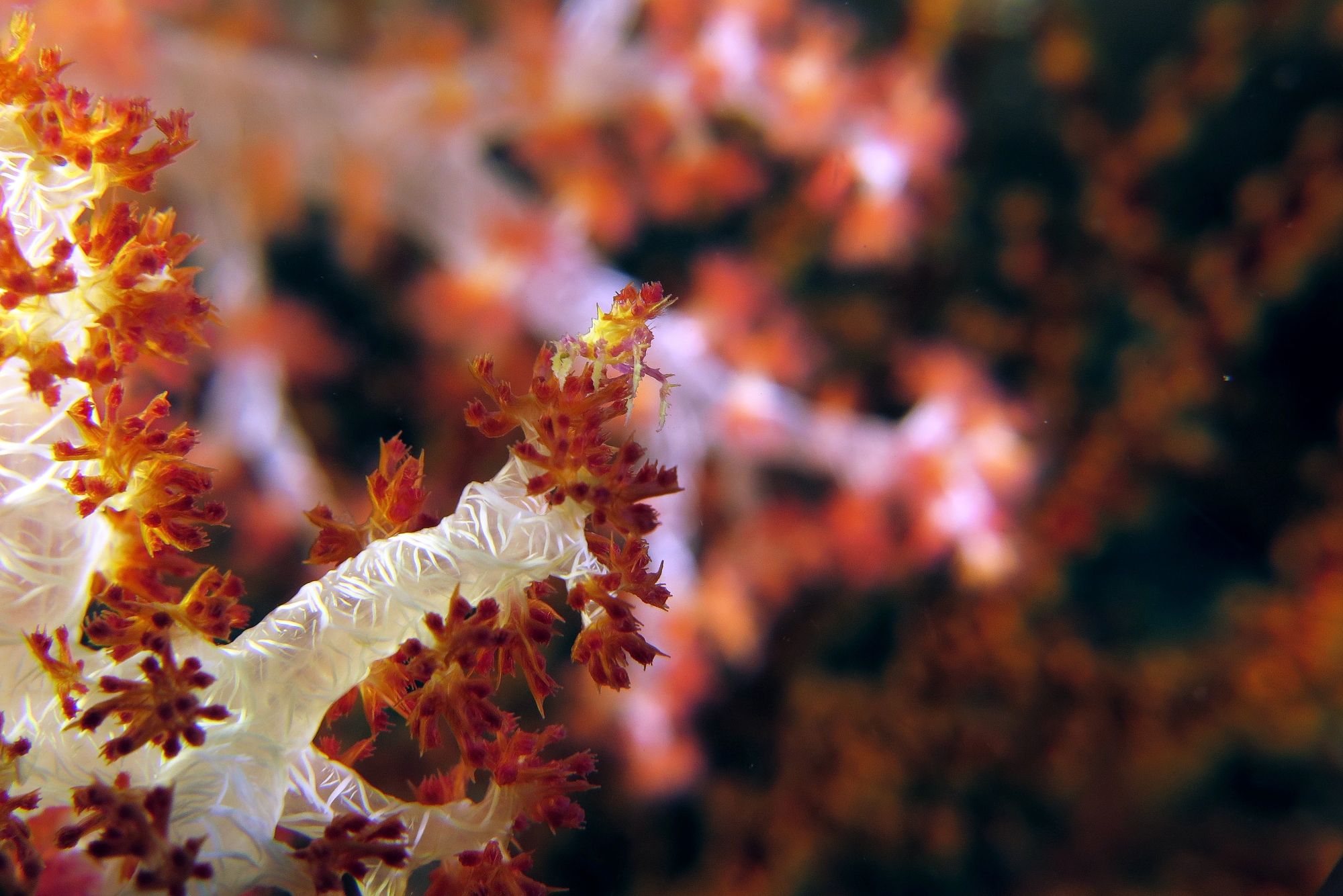 Hoplophrys oatesii, Dendronephthya sp.