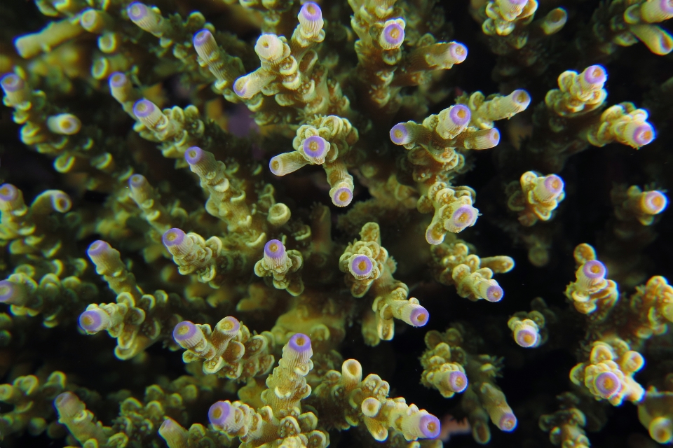 Acropora sp.