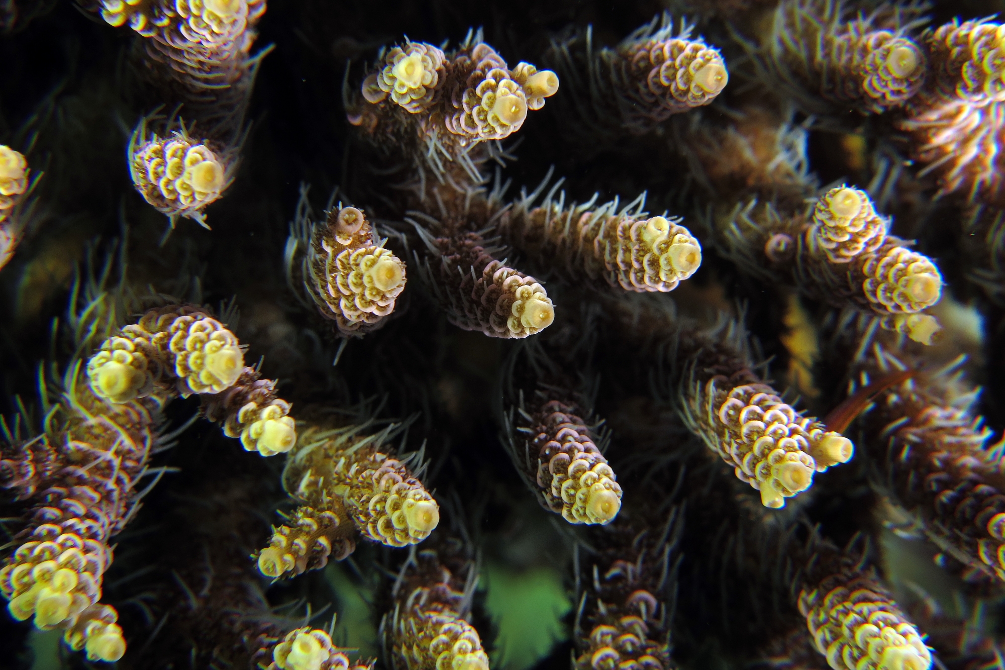 Acropora sp.