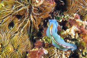 Pseudoceros bifurcus, Chalinula nematifera (à confirmer)