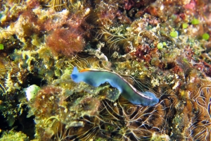 Pseudoceros bifurcus, Chalinula nematifera (à confirmer)