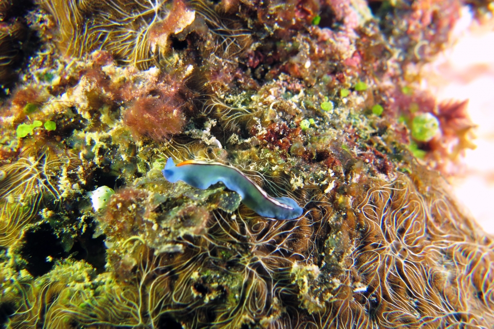 Pseudoceros bifurcus, Chalinula nematifera (à confirmer)