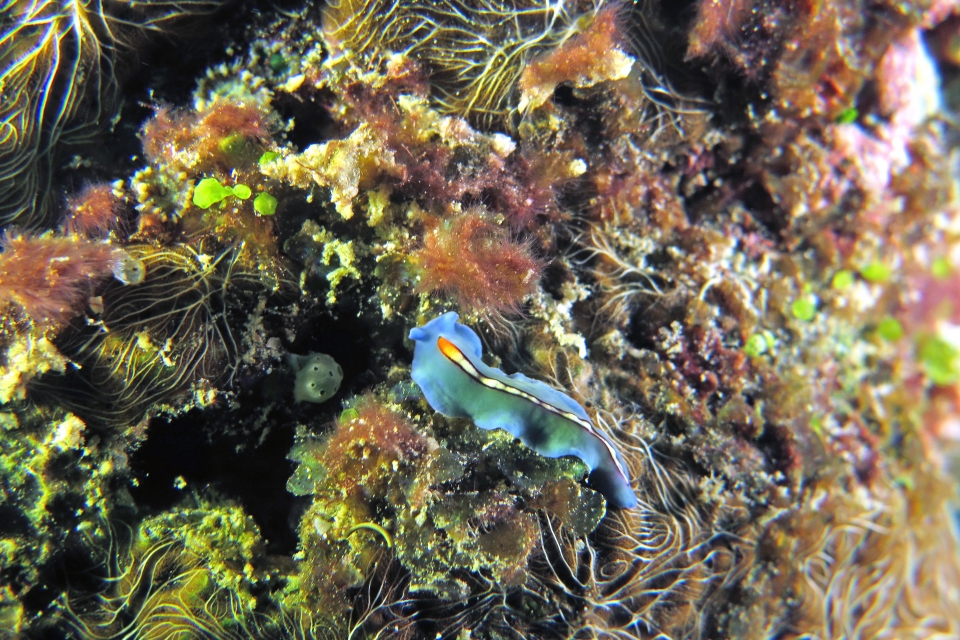 Pseudoceros bifurcus, Chalinula nematifera (à confirmer)