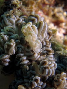 Phyllodesmium jakobsenae, Xenia