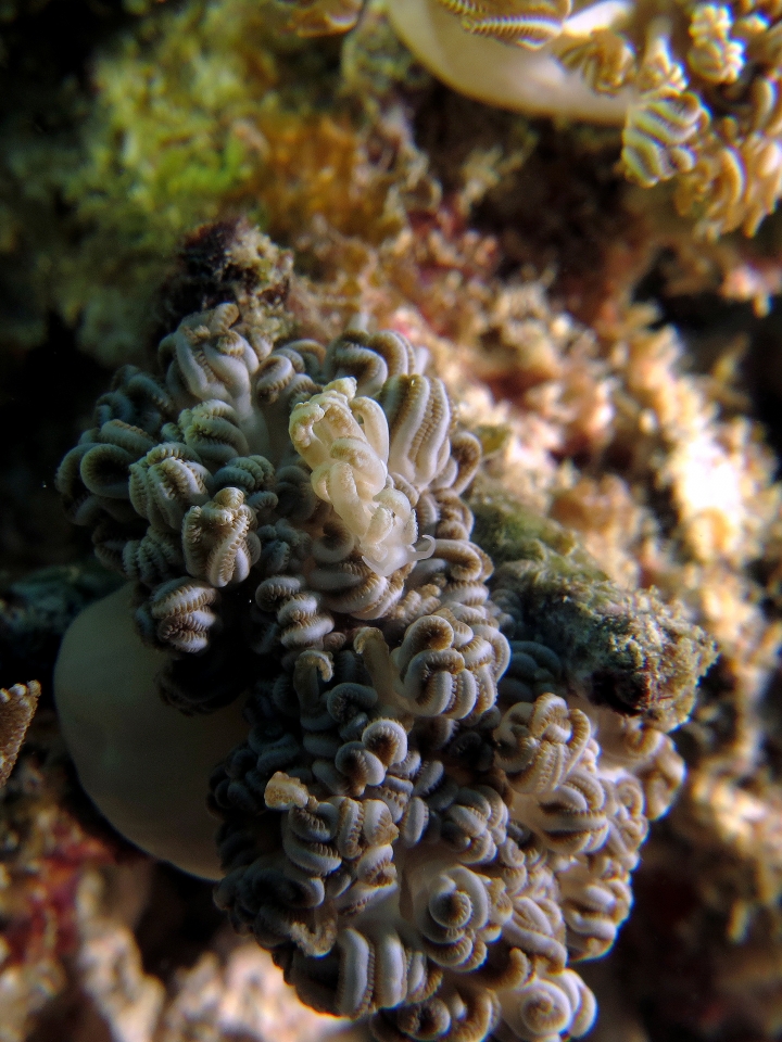 Phyllodesmium jakobsenae, Xenia