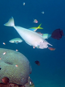 Naso brevirostris, Caesio caerulaurea, Caesio teres