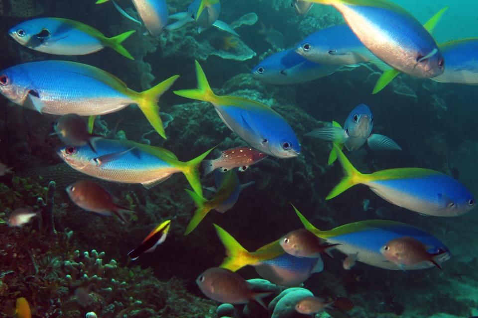 Caesio teres, Bodianus diana, Labroides pectoralis, Chromis ternatensis