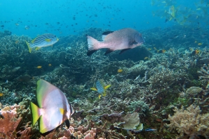 Platax pinnatus, Plectorhinchus albovittatus, Plectorhinchus lineatus