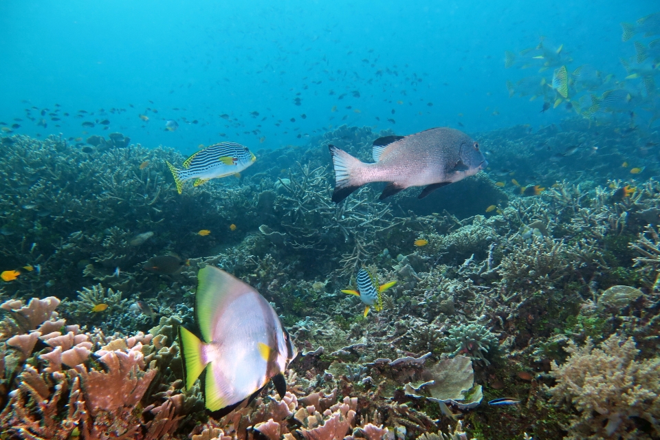 Platax pinnatus, Plectorhinchus albovittatus, Plectorhinchus lineatus