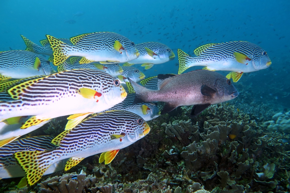 Plectorhinchus lineatus, Plectorhinchus albovittatus