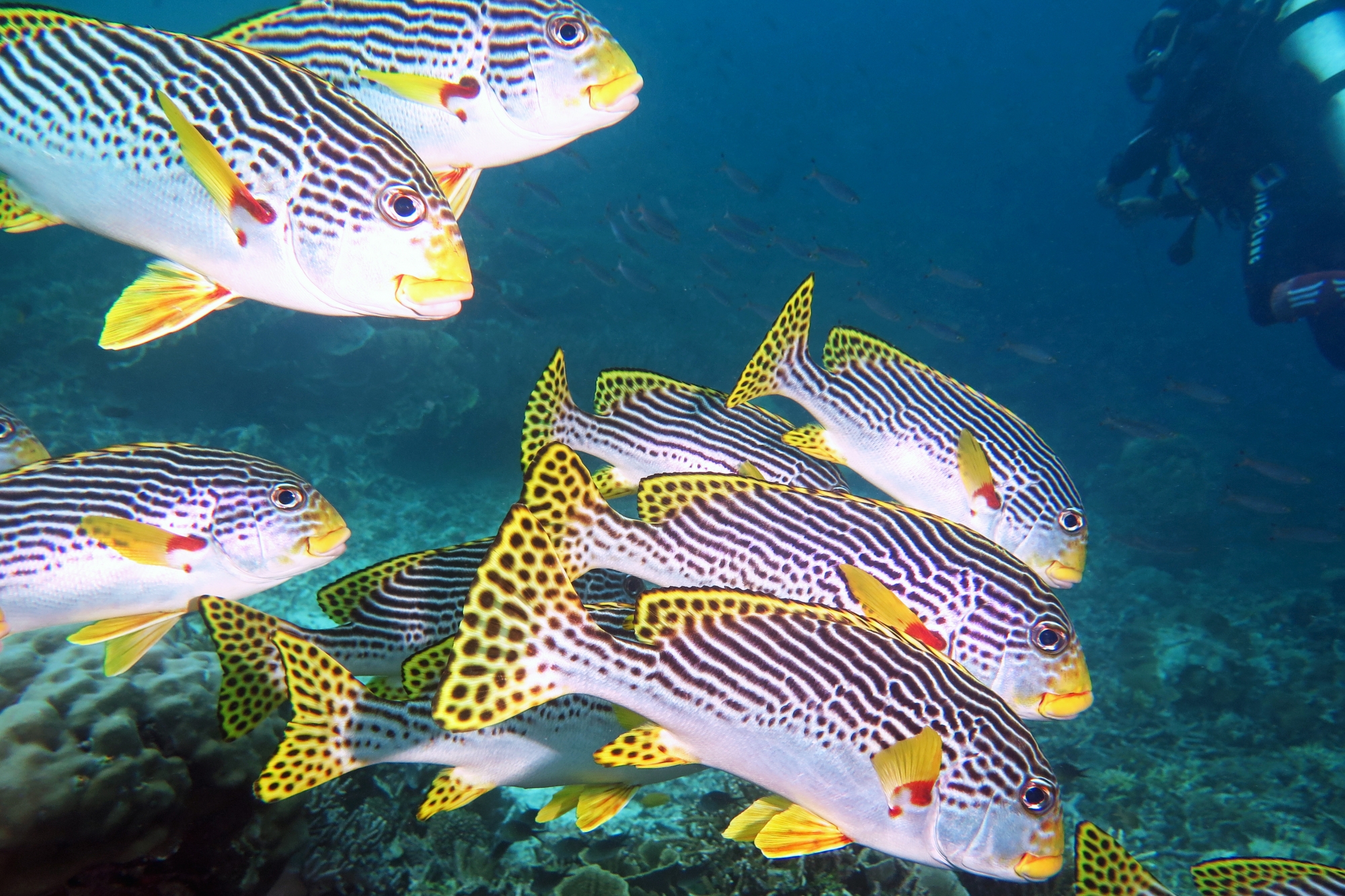 Plectorhinchus lineatus