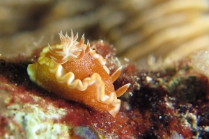Glossodoris rufomarginata