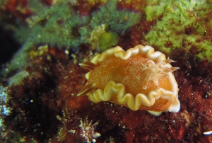 Glossodoris rufomarginata