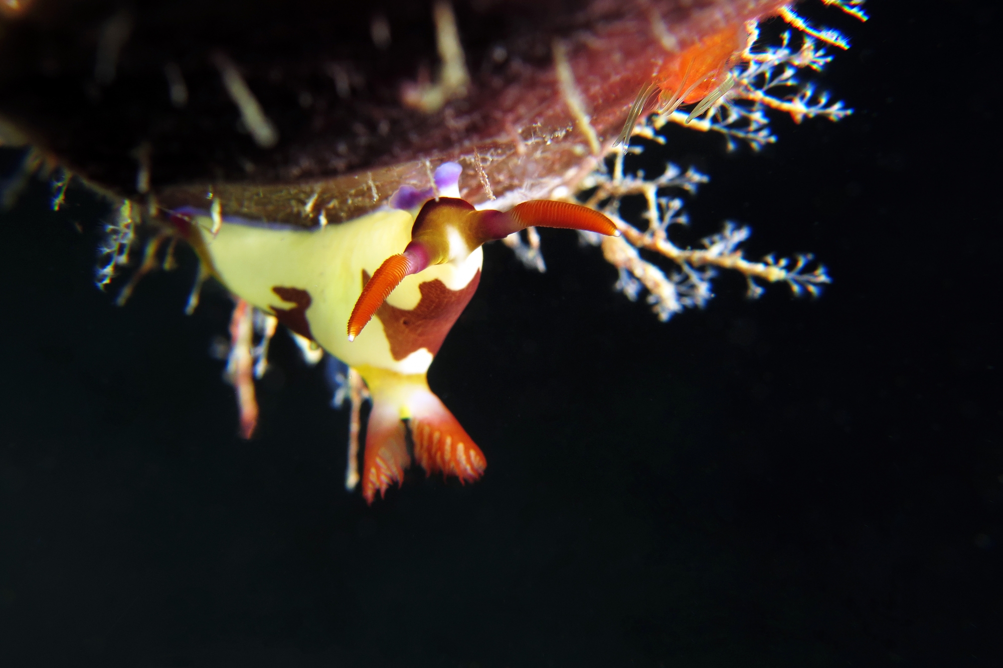 Nembrotha purpureolineata