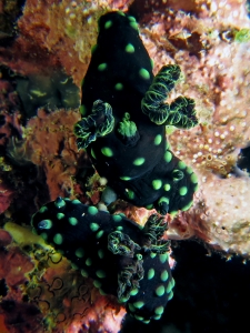 Nembrotha cristata