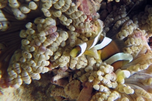 Amphiprion clarkii, Heteractis aurora