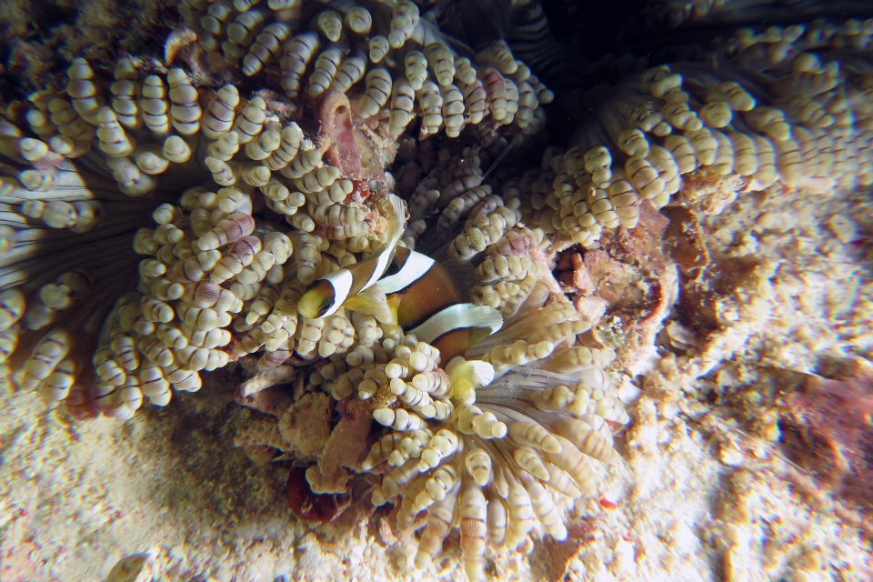 Amphiprion clarkii, Heteractis aurora