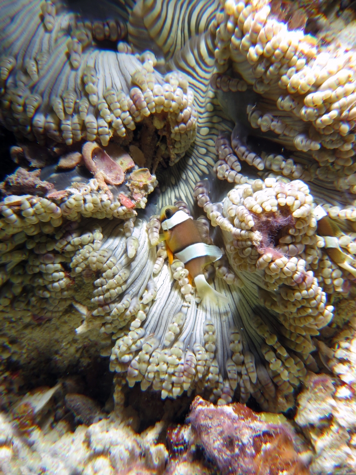 Amphiprion clarkii, Heteractis aurora