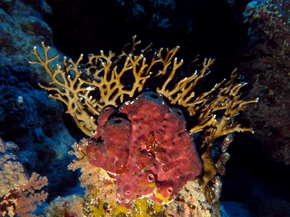 Theonella swinhoei, Millepora dichotoma