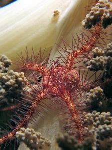 Ophiothrix purpurea