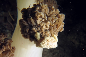 Petit crabe des coraux mous, Xenia ou Heteroxenia